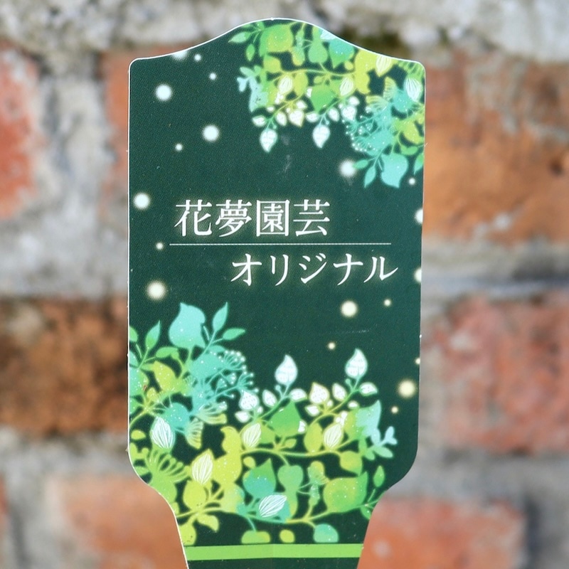 画像の現品1点限り!!花夢園芸さんのオリジナルビオラ＜76番＞