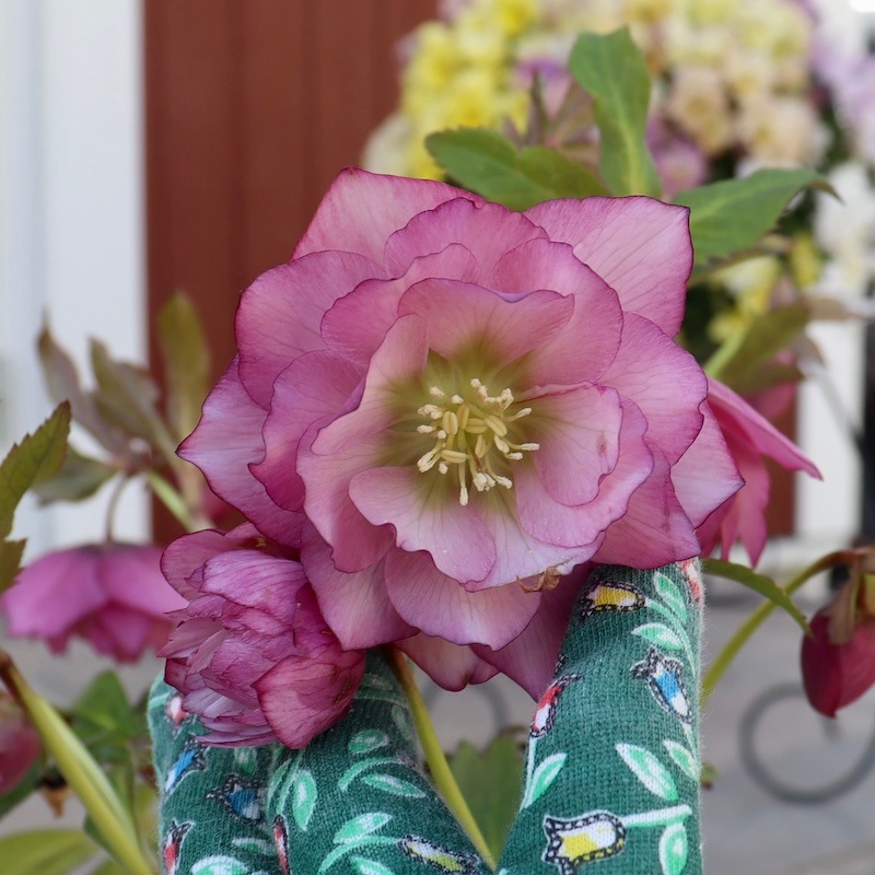 自然開花♪風散歩で3年】現品1点限り☆クリスマスローズ・大輪