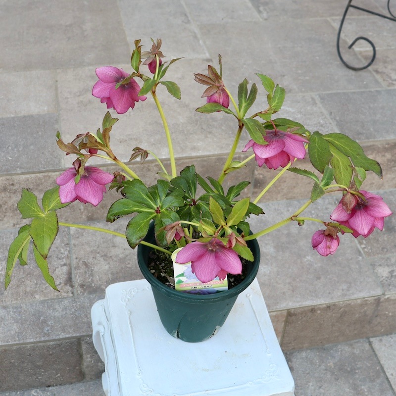 ローズ　リメカン ㉖-192クリスマスローズ - メルカリ