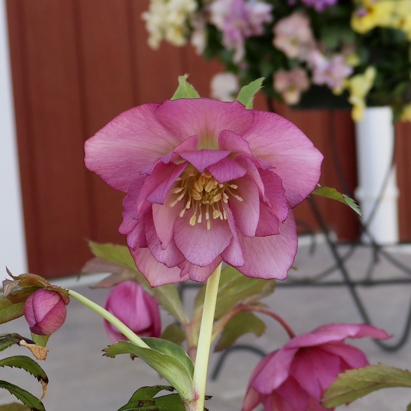 ローズ　リメカン ローズ リメカン