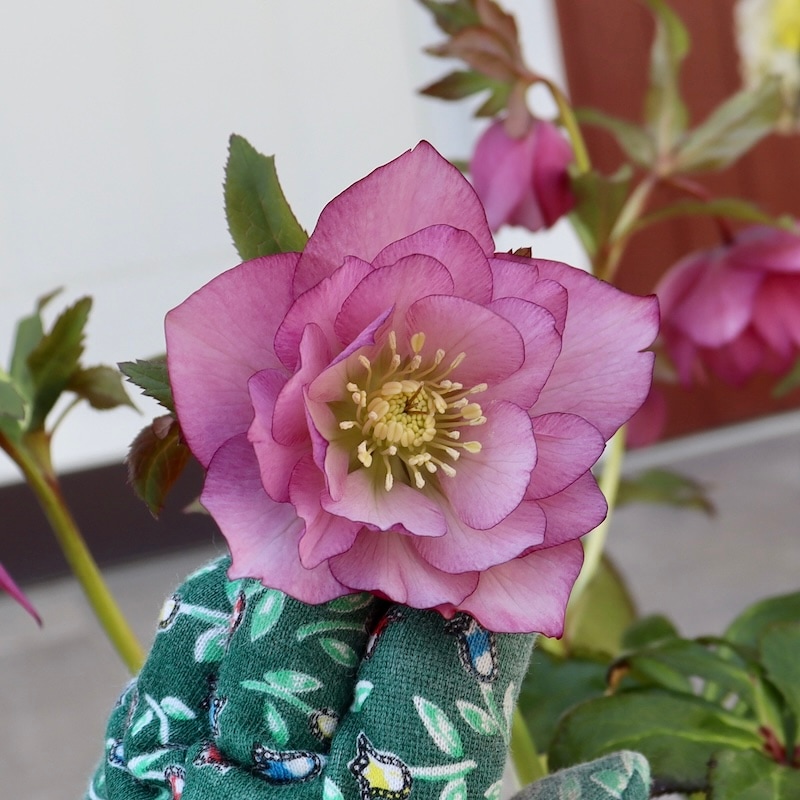 自然開花♪風散歩で3年】現品1点限り☆クリスマスローズ・大輪八重咲き