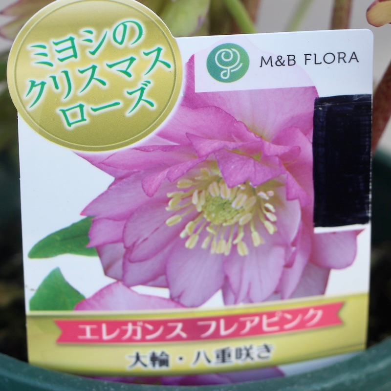 自然開花♪風散歩で3年】現品1点限り☆クリスマスローズ・大輪八重咲き
