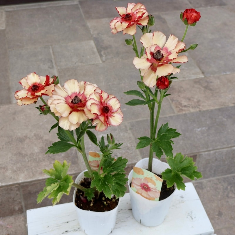 お試し価格】NEW☆ラナンキュラス・ランドセル「サラセレネ