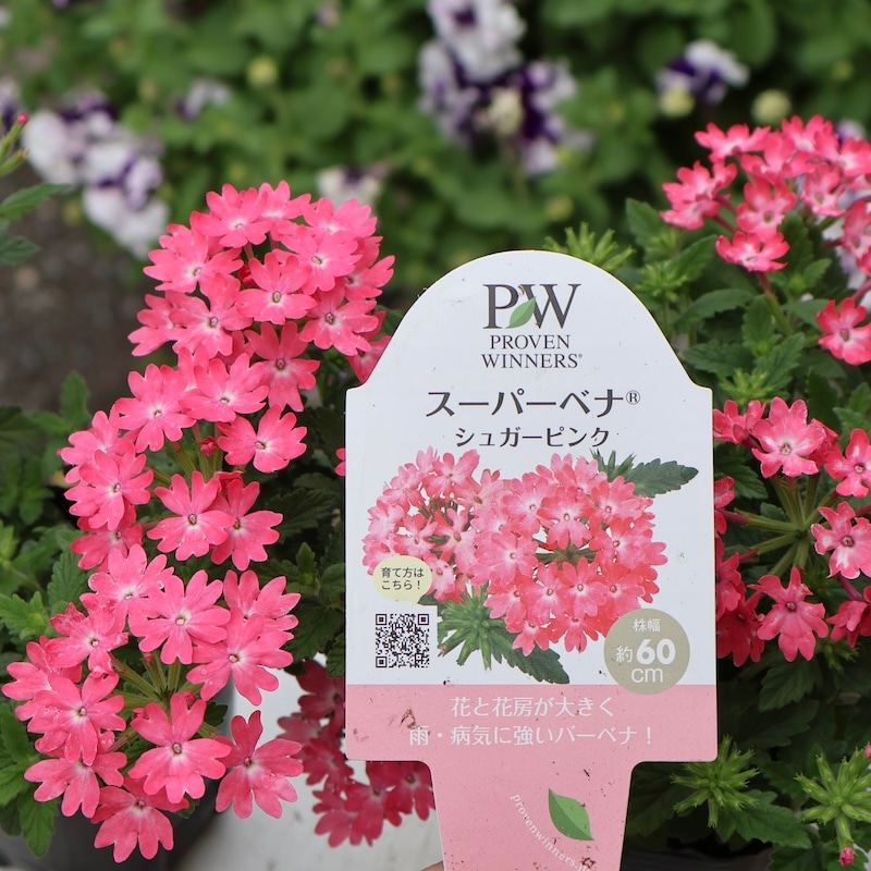 2025年NEW☆PWブランドのバーベナ☆スーパーベナ「シュガーピンク」