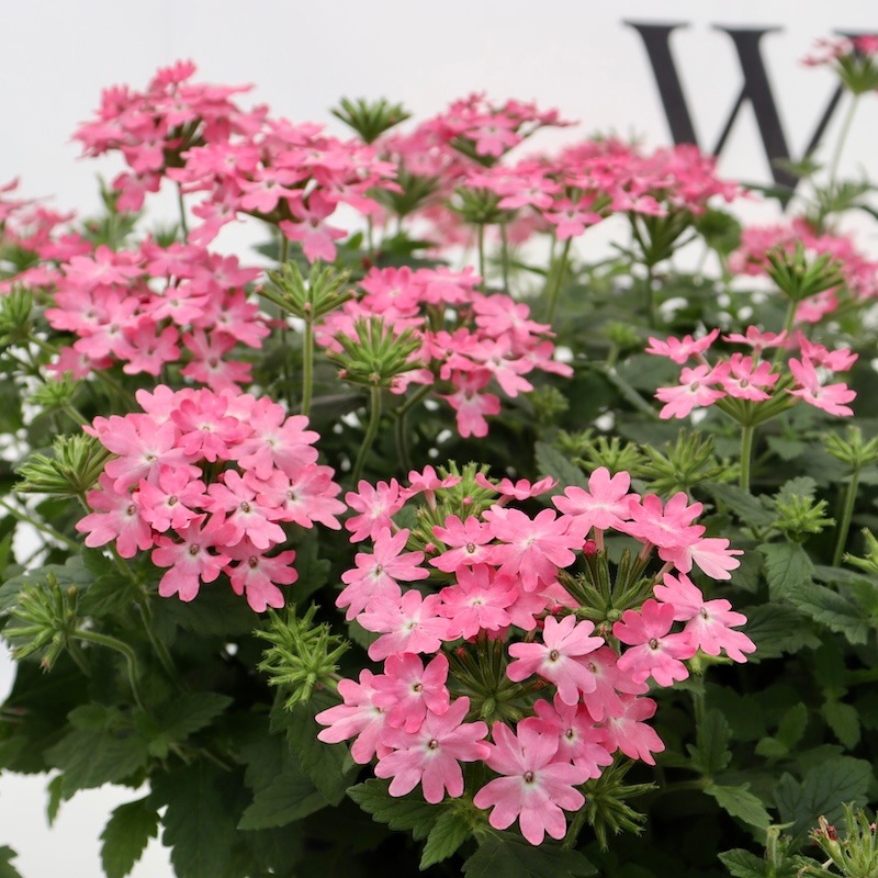 2025年NEW☆PWブランドのバーベナ☆スーパーベナ「シュガーピンク」