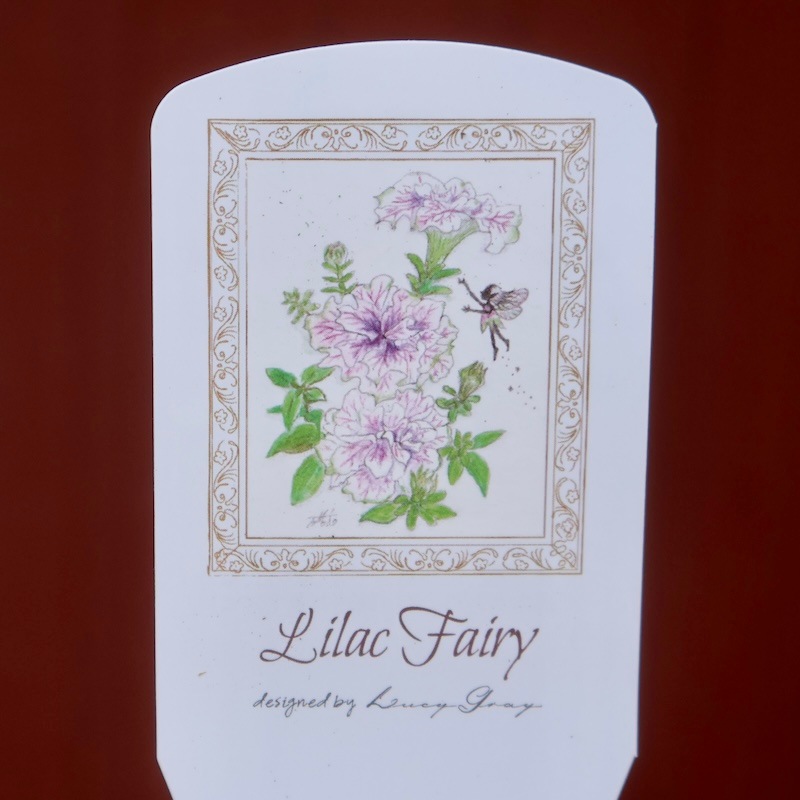 特別取り寄せ☆信頼の桂楓園さんの八重咲きペチュニア「ライラック