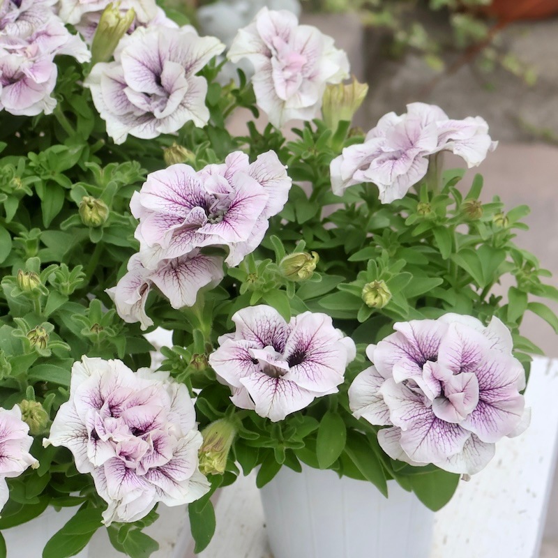 宿根　フランス直輸入　八重咲き　芳香　ライラック『カルベティエム』大苗　おしゃれ 宿根 フランス直輸入 八重咲き 芳香 ライラック『カルベティエム』大苗