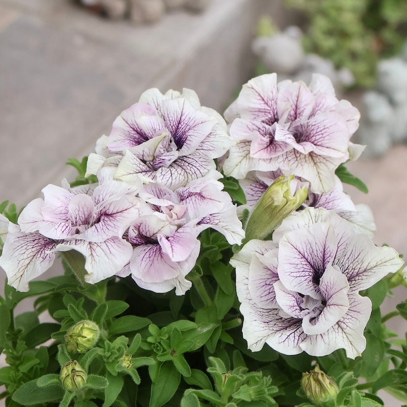 特別取り寄せ☆信頼の桂楓園さんの八重咲きペチュニア「ライラック