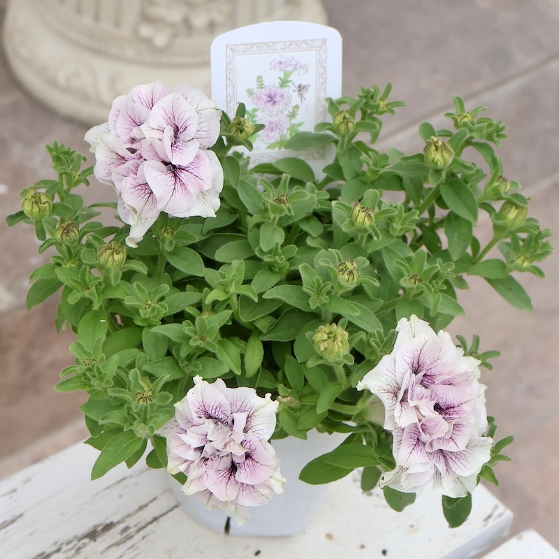 特別取り寄せ☆信頼の桂楓園さんの八重咲きペチュニア「ライラック