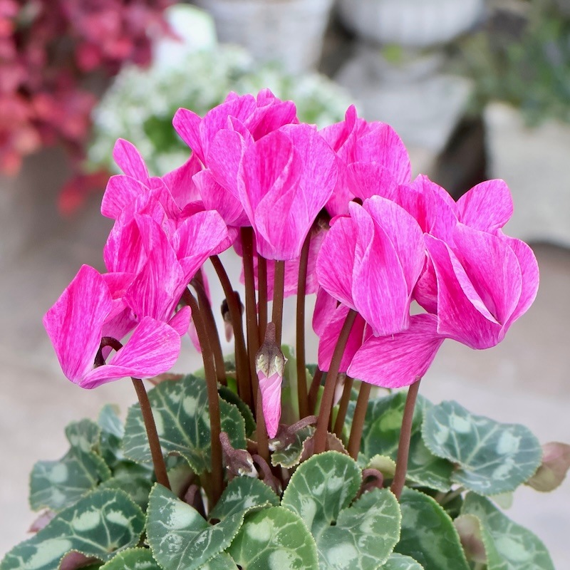 1_000000009574.jpg?1761145985