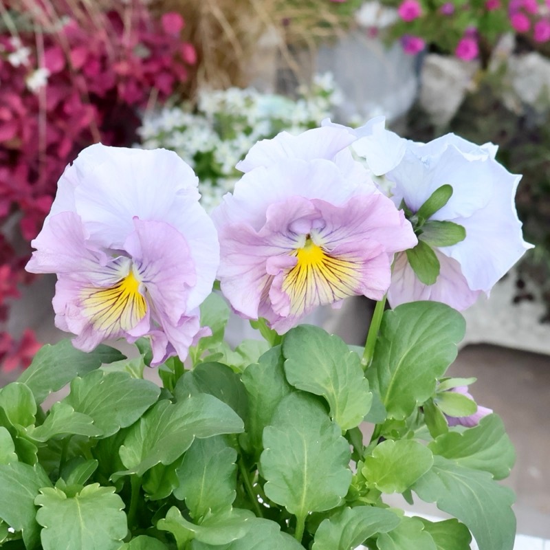 透明水彩原画パンジー春の花飾りA 透明水彩原画パンジー春の花飾りA 水彩画原画パンジー花の絵 透明水彩