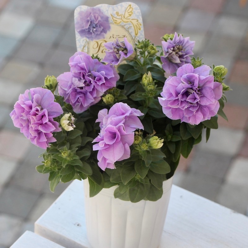 ◆ボリューム満点◆アンティークグリーン　ペチュニア　5号鉢 ◇ボリューム満点◇アンティークグリーン ペチュニア 5号鉢 苗