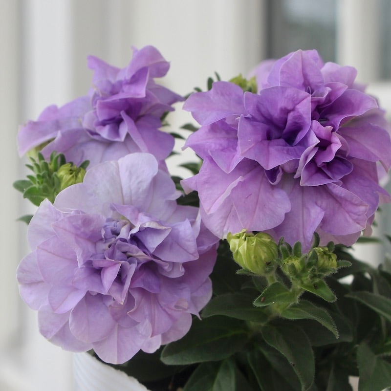 ボリューム満点の特大超良株】八重咲きペチュニア・パニエ「ライト