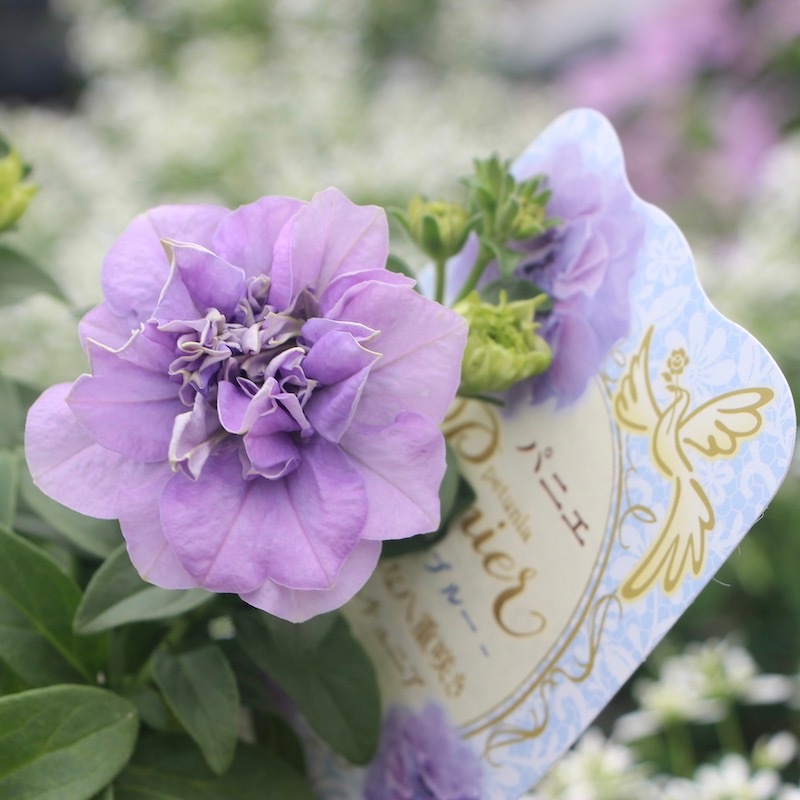 ボリューム満点の特大超良株】八重咲きペチュニア・パニエ「ライト