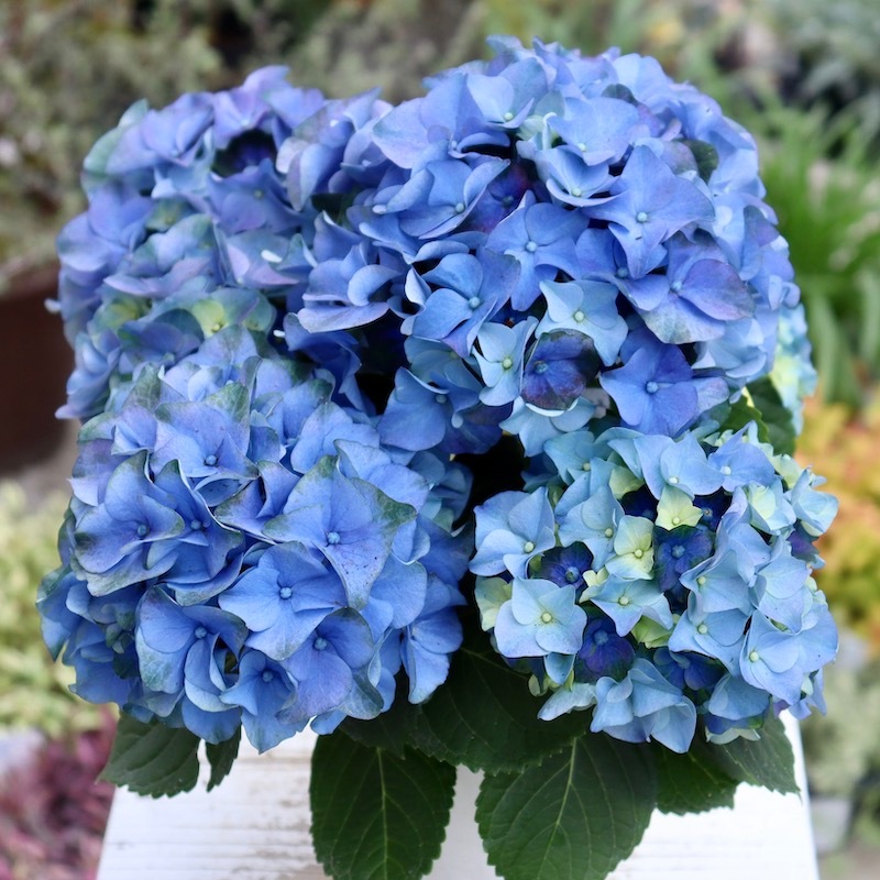 移りゆく魅惑カラー♪レア品種☆彡ハイドランジア(アジサイ)「レディ