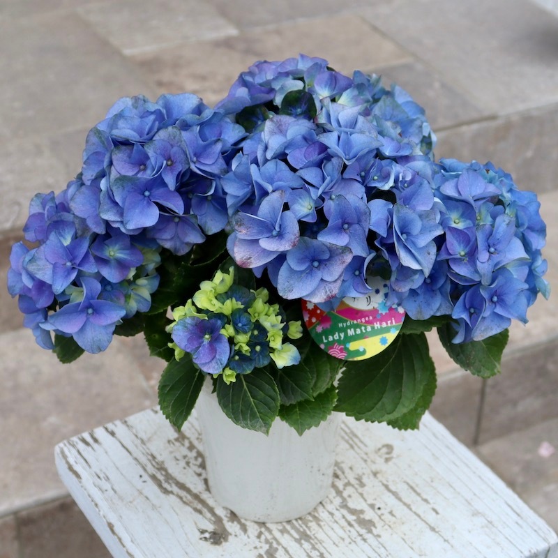 移りゆく魅惑カラー♪レア品種☆彡ハイドランジア(アジサイ)「レディ