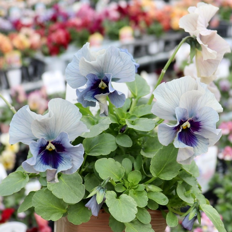 画像の現品!! 石川園芸さんのビオラ「レディ」＜23-04＞