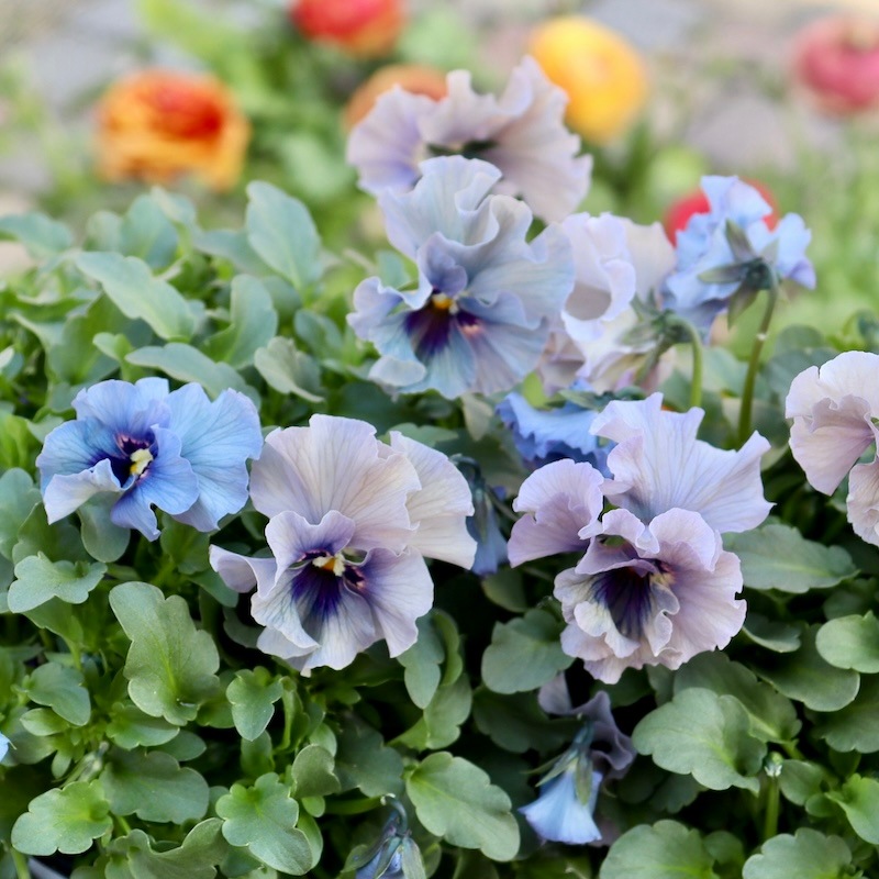 特大☆画像の現品いずれか!! 石川園芸さんのビオラ「レディ
