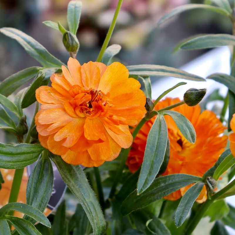 特大株!!画像の現品1点限り☆ラナンキュラス・ラックス「ガラテア」【6