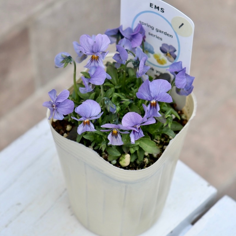 画像で花色を選べる】エムズファームさん育種の春咲き小輪ビオラ「EMS