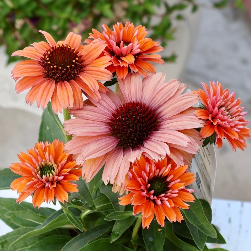 1_000000009375.jpg?1753795632