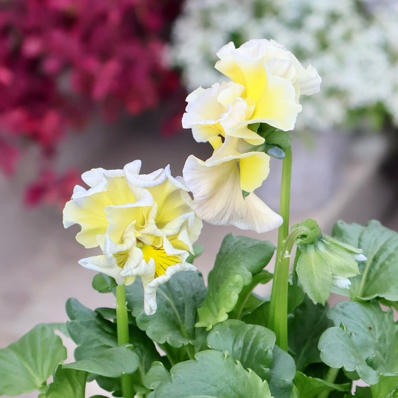 現品1点限り☆2025年NEWの希少品種☆フリルパンジー「彩翠華(さい