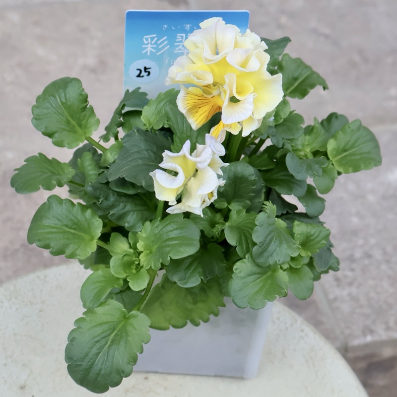 現品1点限り☆2025年NEWの希少品種☆フリルパンジー「彩翠華(さい