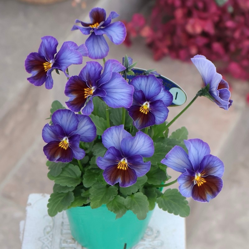 画像の現品1点限り☆ビオラ・ヨコハマセレクション「フレアブルー」1番