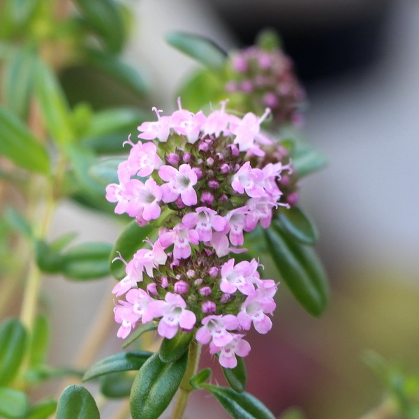 タイム・ロンギカウリス(クリーピングタイム)(3号ポット)