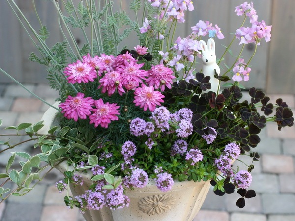 タイム・ロンギカウリス(クリーピングタイム)(3号ポット)