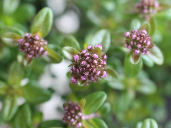 タイム・ロンギカウリス(クリーピングタイム)(3号ポット)