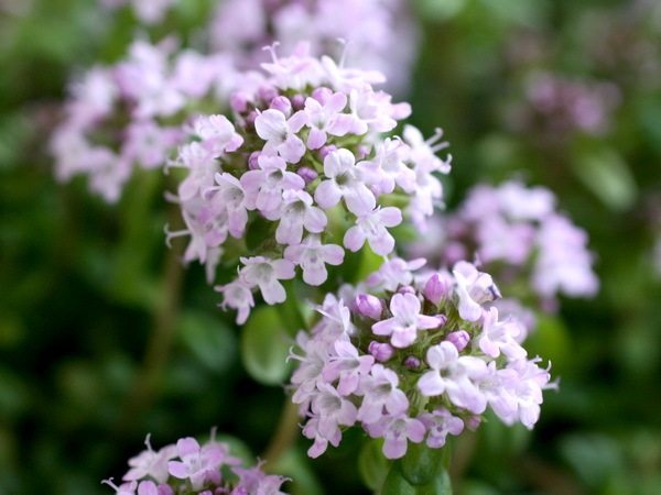 タイム・ロンギカウリス(クリーピングタイム)(3号ポット)