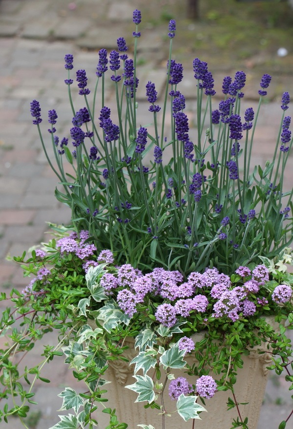 タイム・ロンギカウリス(クリーピングタイム)(3号ポット)