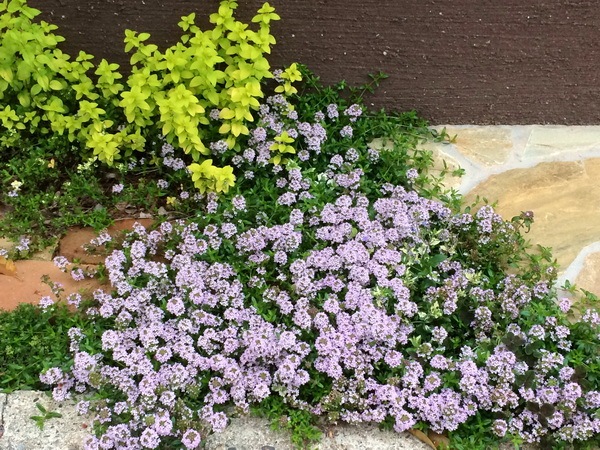 タイム・ロンギカウリス(クリーピングタイム)(3号ポット)