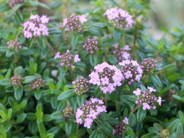 タイム・ロンギカウリス(クリーピングタイム)(3号ポット)