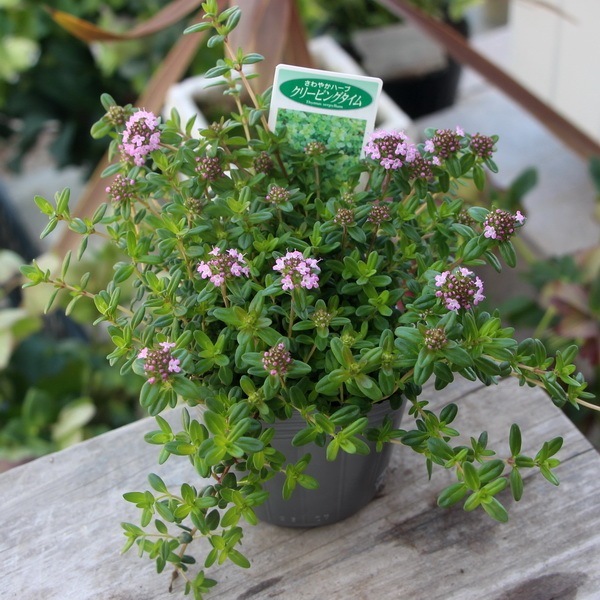 タイム・ロンギカウリス(クリーピングタイム)(3号ポット)