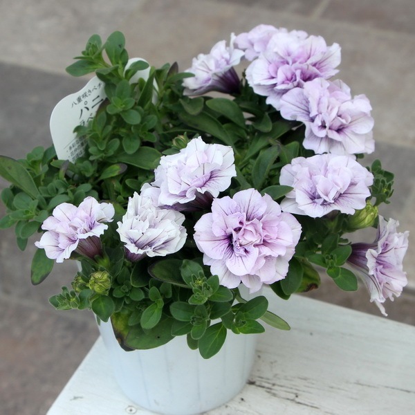 八重咲きペチュニア・パニエ「ラベンダー」(特大4号ポット)