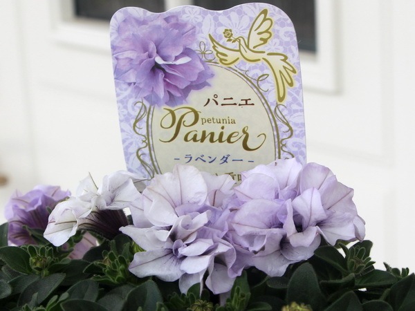 グラッポニア　ラベンダー　希少 グラッポニアラベンダー希少