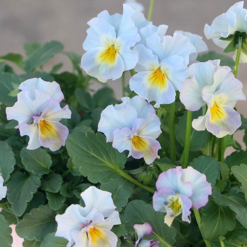 1点限り☆花日和さんのフリル咲きビオラ「恋みやび」＜22-05＞