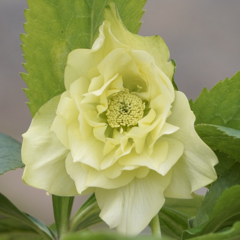 kosiyo0102「歳末セール」クリスマスローズ 小苗 セット kosiyo0102