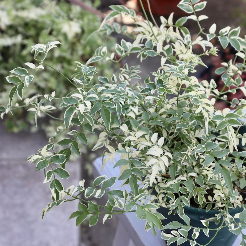 ジャスミン様 ボリューム満点株♪ジャスミン・ミルキーウェイ