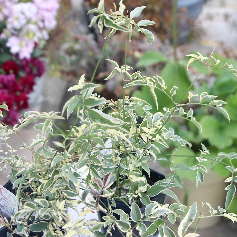 ボリューム満点株♪ジャスミン・ミルキーウェイ