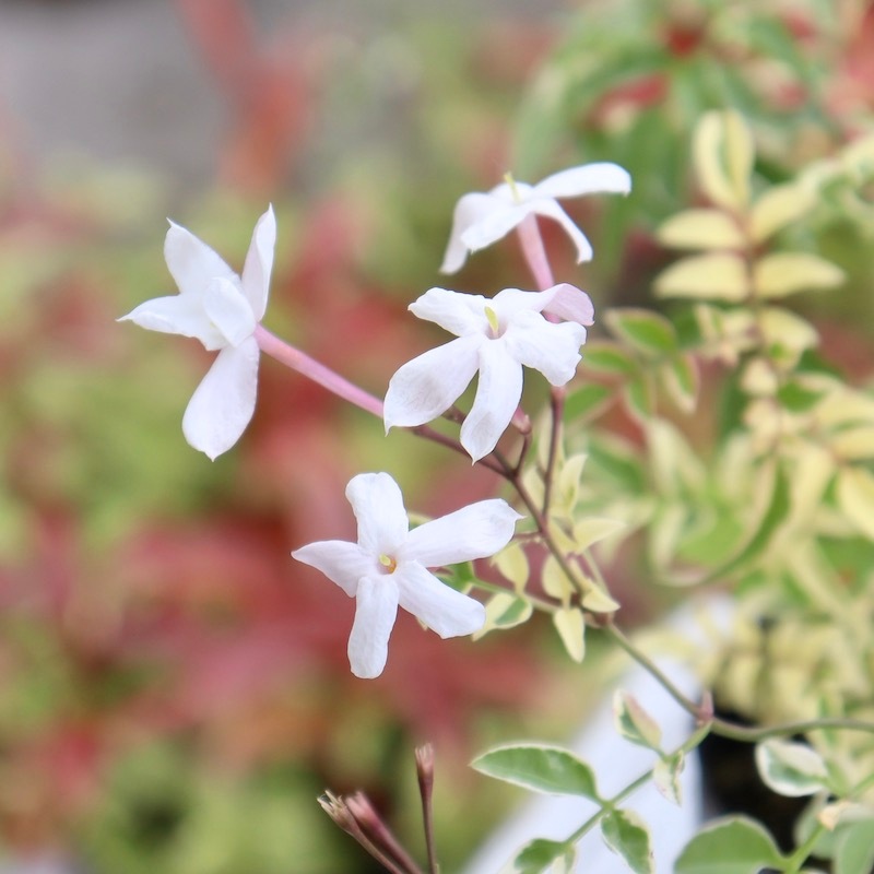 ボリューム満点株♪ジャスミン・ミルキーウェイ