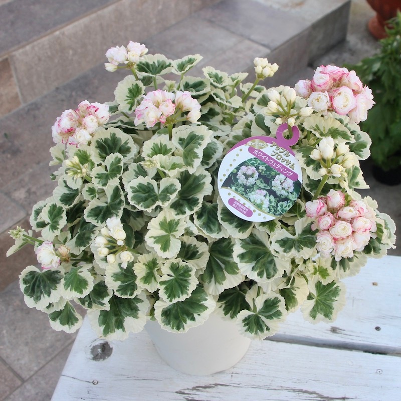 美しい!! 八重咲きゼラニウム・アップルブロッサム「ホワイト