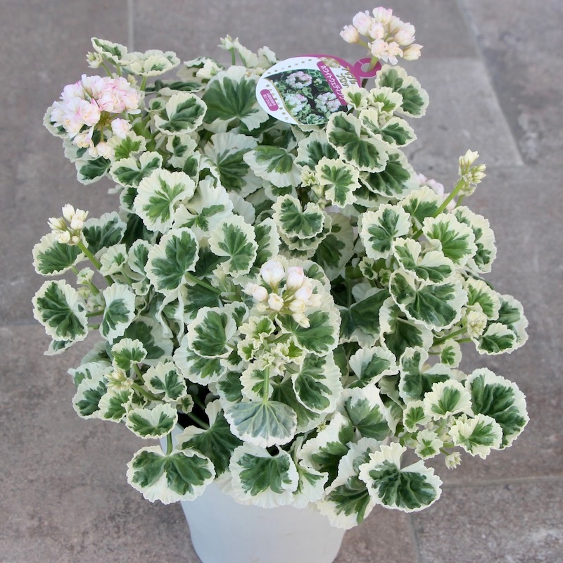 美しい!! 八重咲きゼラニウム・アップルブロッサム「ホワイト