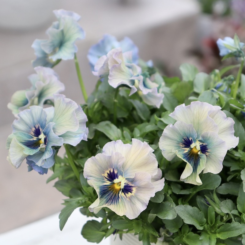 特大☆画像の現品!! 石川園芸さんのビオラ「レディ」スペシャル＜SP49＞