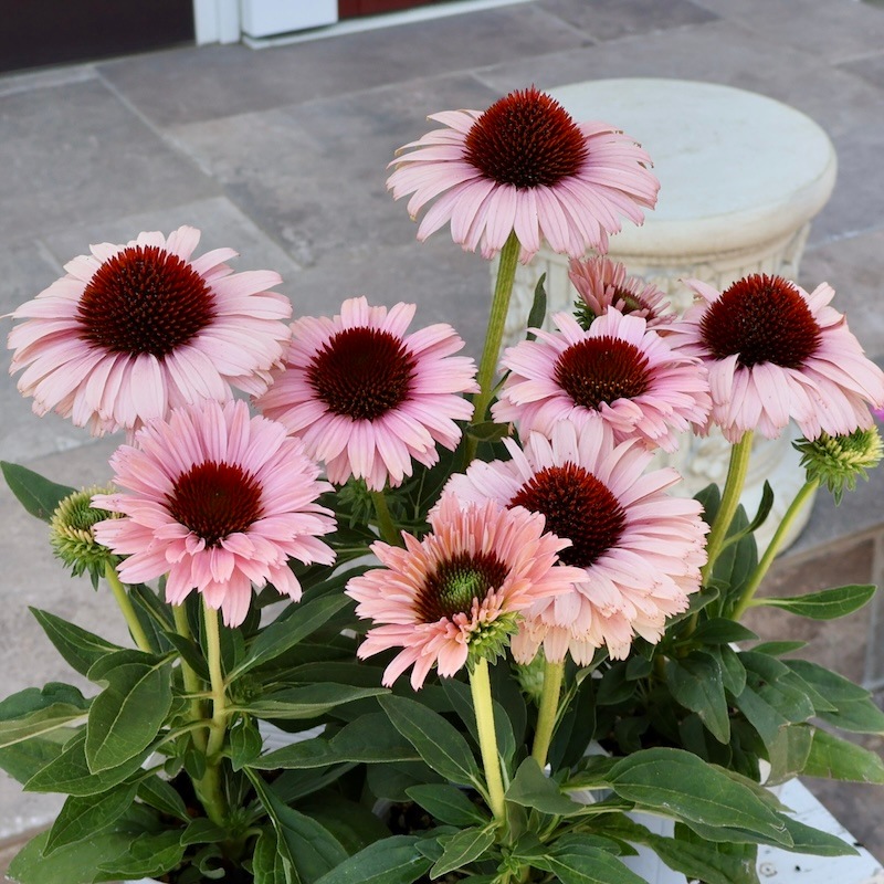 希少品種《今だからの超良株》剛健な多年草♪エキナセア・サン