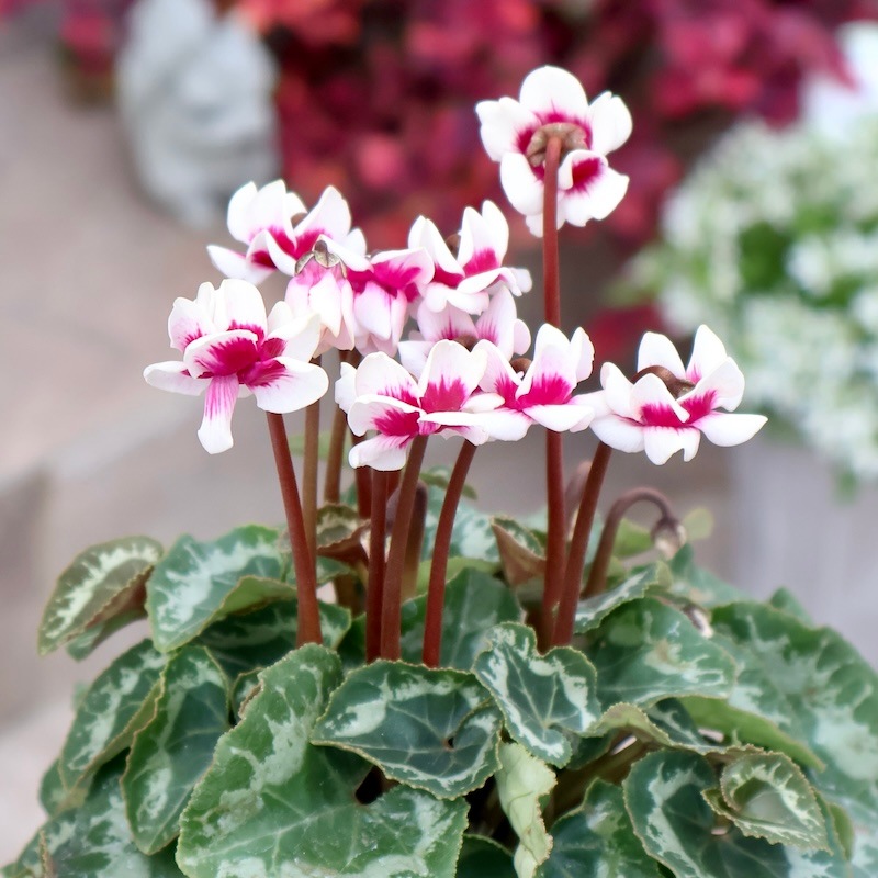 1_000000009576.jpg?1761147843