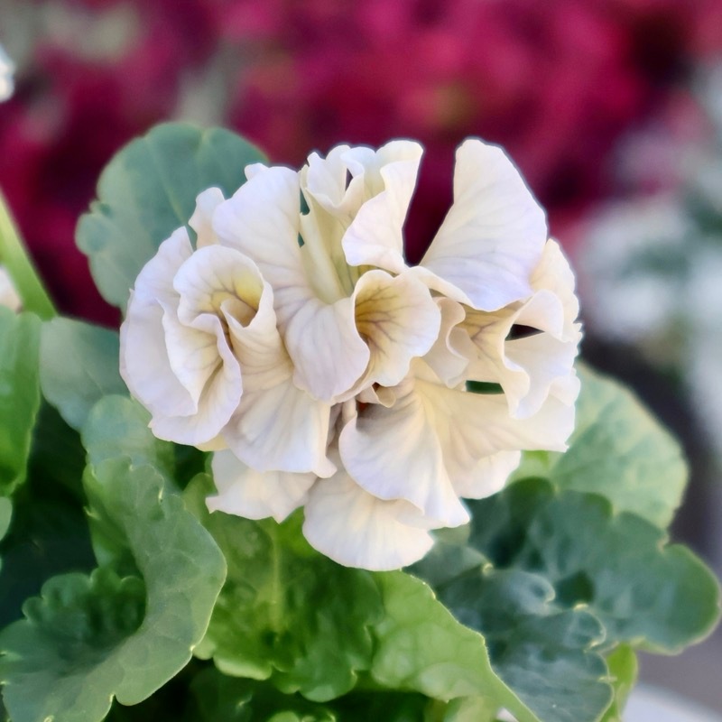 現品1点限り☆2025年NEWの希少品種☆フリルパンジー「彩翠華(さい