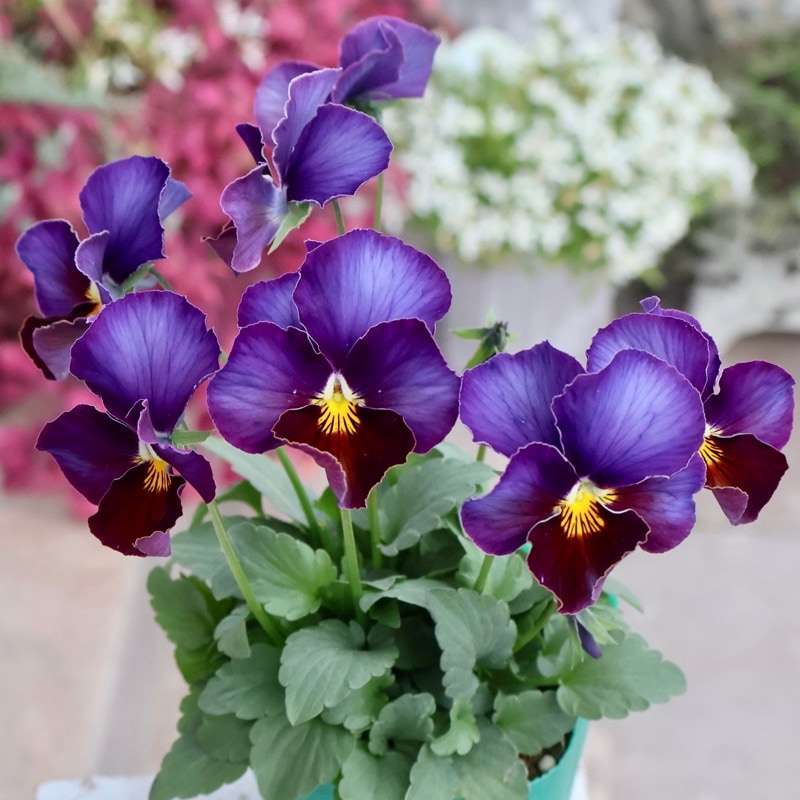 画像の現品1点限り☆ビオラ・ヨコハマセレクション「フレアブルー」2番